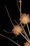 Ware's hairsedge